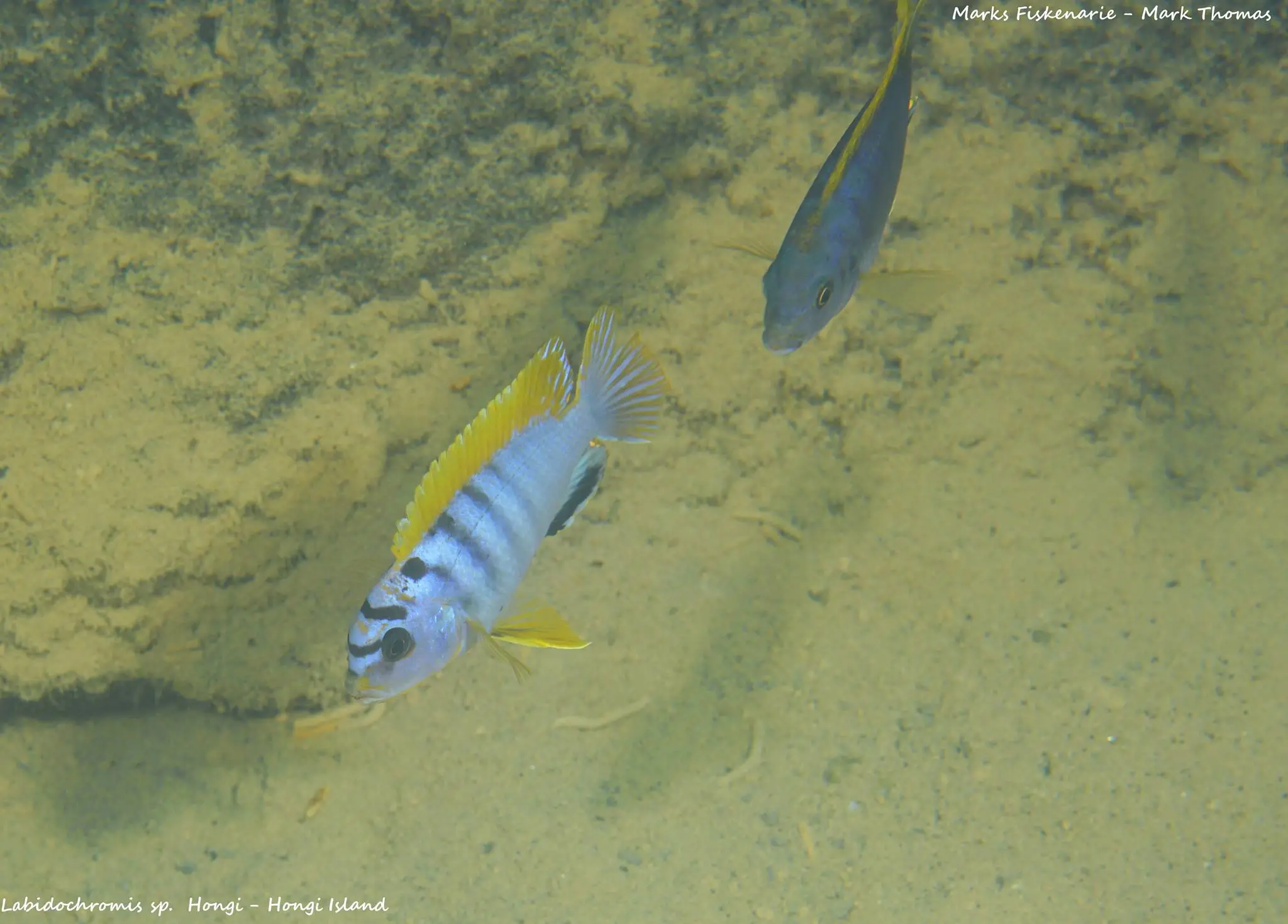 Labidochromis sp. hongi Mark Thomas