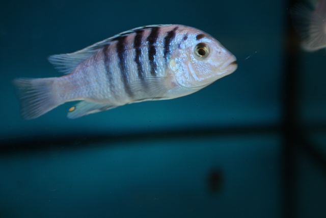 labidochromis chisumulae