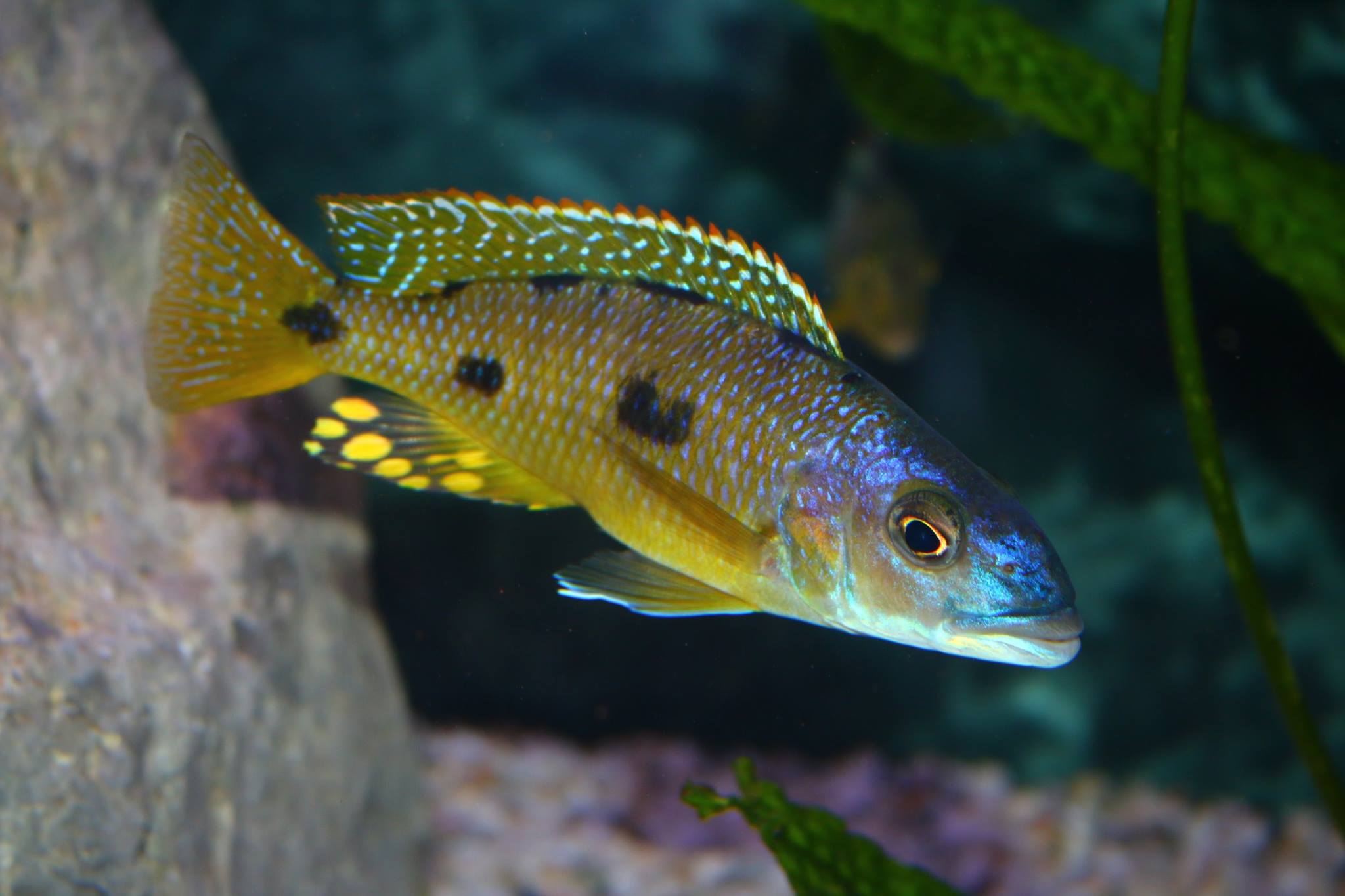 Dimidiochromis compressiceps chizumulu gold   Demir zgr1