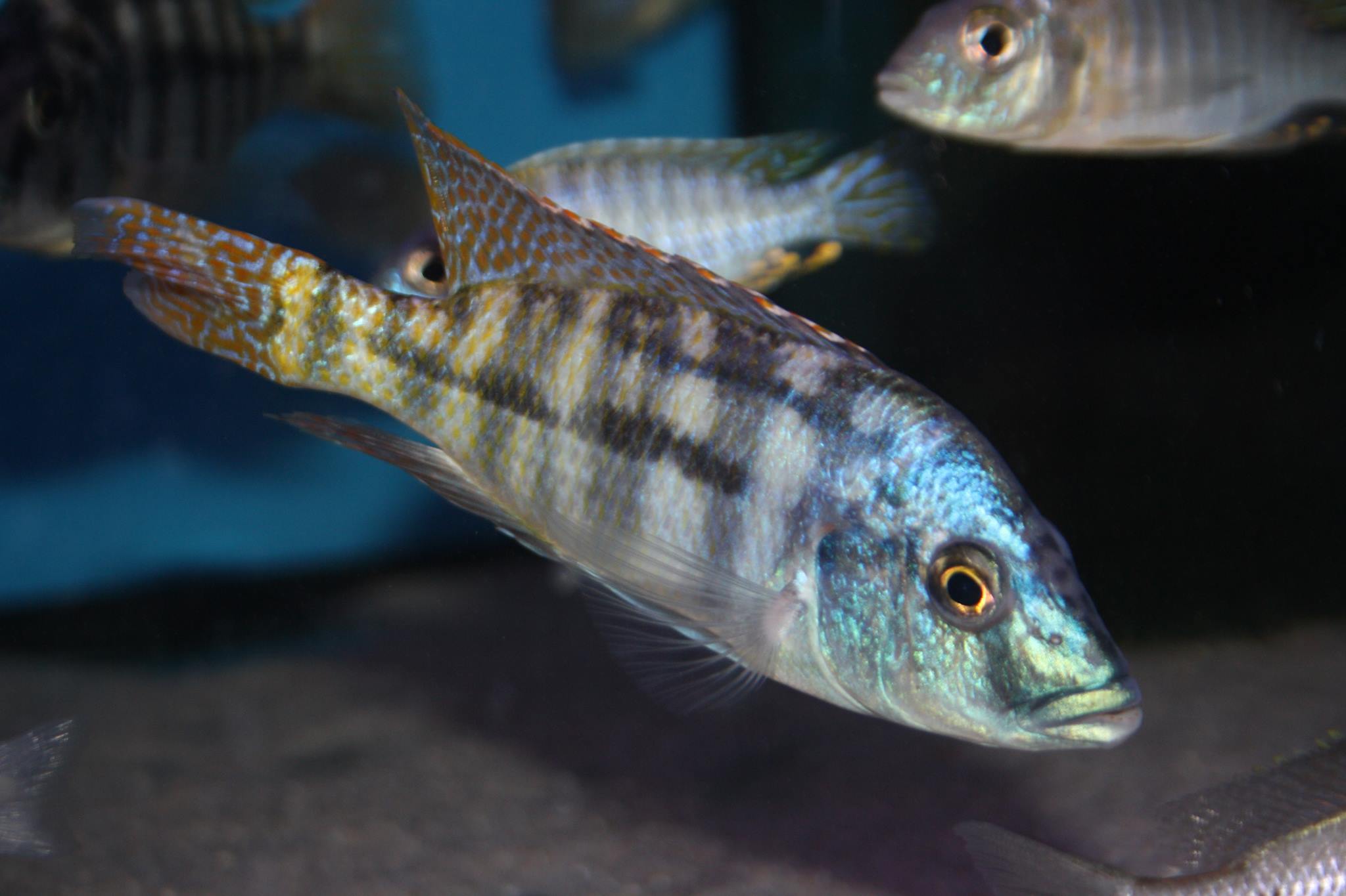 Placidochromis johnstonii thomas engel aqua treff
